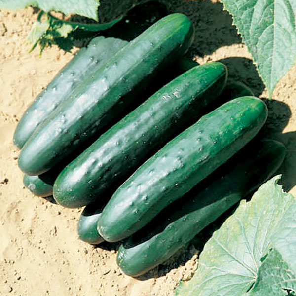 https://www.organicproducenetwork.com/uploads/Pacific_Coast_Trading_cucumbers9.png