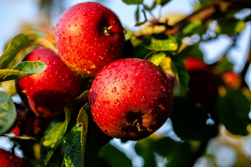 https://www.organicproducenetwork.com/uploads/Sage_fruit_apples.jpg