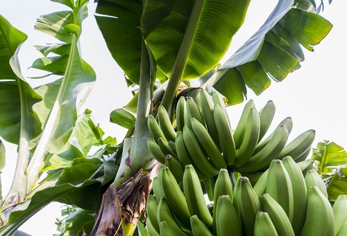 U.S.: Organic bananas gain appeal 